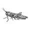 Migratory locust Locusta migratoria sitting side view,  gravure style ink drawing illustration isolated