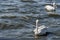 Migratory Pelican Bird on Lake Anasagar in Ajmer. India