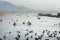 Migratory Pelican Birds and Black Ducks on Lake Anasagar in Ajmer. India