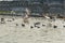 Migratory Pelican Birds and Black Ducks on Lake Anasagar in Ajmer. India