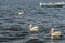 Migratory Pelican Birds on boat on Lake Anasagar in Ajmer. India