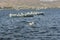 Migratory Pelican Birds on boat on Lake Anasagar in Ajmer. India