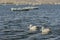 Migratory Pelican Birds on boats on Lake Anasagar in Ajmer. India