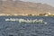 Migratory Pelican Birds on boats on Lake Anasagar in Ajmer. India