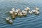Migratory Pelican Birds in Pushkar lake. Rajasthan. India