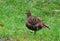 Mikado pheasant Syrmaticus mikadofemale