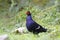 Mikado Pheasant,Taiwan\'s unique birds