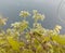 Mikania micrantha Kunth plant with a bunch of small white flowers near a pond.