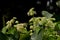 Mikania micrantha wild life nature
