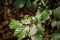 Mikiola fagi galls on the beech leaf