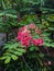 Mikumi, Tanzania - December 5, 2019: beautiful pink African flowers on a background of green leaves. Vertical