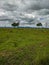 Mikumi, Tanzania - December 6, 2019:  african impala african antelope eating grass in the distance on green meadows in the