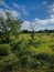 Mikumi, Tanzania - December 6, 2019: beautiful, bright African savanna against the blue sky of Mikumi national Park. Impala