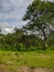 Mikumi, Tanzania - December 6, 2019: a lone young spotted beautiful African giraffe eats the leaves of trees in the savanna,