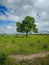 Mikumi, Tanzania - December 6, 2019: a single beautiful African tree in the savanna against the blue sky of the Mikumi national