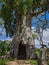 Mikumi, Tanzania - December 6, 2019: the trunk of a large African baobab tree with a hollow in the savanna, Mikumi national Park.