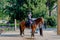 Milan, Italy - October 19th, 2015:Policemen sit on horses