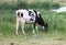 Milch cow - Domestic Indian hybrid Cow Grazing Green Field