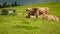 Milck cows pasture