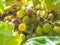 Mildew and oidium. Bunches of white grapes affected by powdery mildew or oidium with rotting berries. Rotten grapes affected by a
