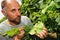 Mildew on vine leaf