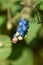 Mile-a-minute weed Persicaria perfoliata berries
