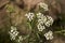 Milfoil flower of white color in the summer field