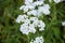 Milfoil flower of white color in the summer field