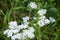 Milfoil flower of white color in the summer field