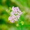 Milfoil herbal medicine, Yarrow (Achillea millefolium)