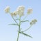 Milfoil inflorescence flower head