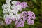 Milfoil inflorescence macro. Bright yarrow flower in the meadow on a blurry green background