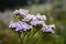 Milfoil inflorescence macro. Bright yarrow flower in the meadow on a blurry green background