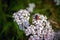 Milfoil inflorescence macro. Bright yarrow flower in the meadow on a blurry green background