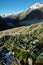 Milford track landscape