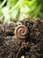 milipede pet in soil of plant stay spiral in garden and cool soil