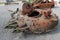 Military army vehicle burnt tank after war. Army tank consists of armored military metal from bomb explosion. Military tank in War