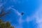 A military cargo playing flying in the sky with a gorgeous blue sky in the background at Sope Creek Paper Mill Ruins trail