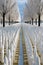 military cemetery with rows of white gravestones