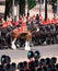 Military drum horse at Trooping the Colour parade at Horseguards, Westminster UK, marking Queen Elizabeth`s Platinum Jubilee.