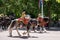 Military drum horses taking part in the Trooping the Colour military parade at Horse Guards, Westminster, London UK