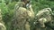 Military education and training-Military troops advancing in the forest