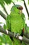 Military green parrot standing on a branch