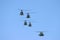 Military helicopters in formation