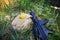 Military helmet, rifle and a flower in the grass close up