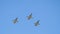 Military Jets Flying Over Race Track