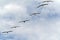 Military-Like Formation of Six Birds Passing Overhead