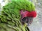 Military Macaw