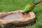 Military Macaw Parrot Bird.