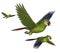 Military Macaws